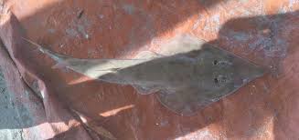 Image result for Rhinobatos rhinobatos