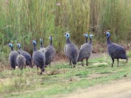 Attēlu rezultāti vaicājumam “Numida meleagris adult”