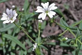 Attēlu rezultāti vaicājumam “Caryophyllaceae”