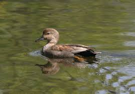 Attēlu rezultāti vaicājumam “Anas strepera”