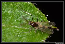 Attēlu rezultāti vaicājumam “Cricotopus”