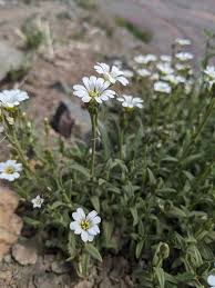 Attēlu rezultāti vaicājumam “Cerastium arvense leaf”
