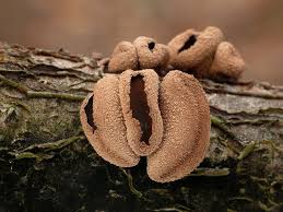 Attēlu rezultāti vaicājumam “Encoelia furfuracea”