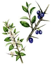 Attēlu rezultāti vaicājumam “Prunus spinosa fruit”