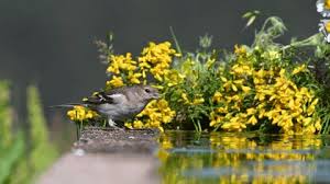 Attēlu rezultāti vaicājumam “Fringilla coelebs juvenile”