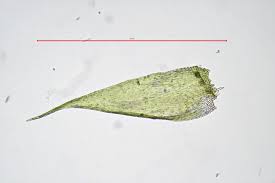 Attēlu rezultāti vaicājumam “Pylaisia polyantha”