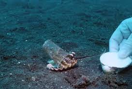 Image result for Teddington Sub-Aqua Club