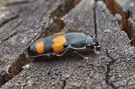 Attēlu rezultāti vaicājumam “Glischrochilus grandis”