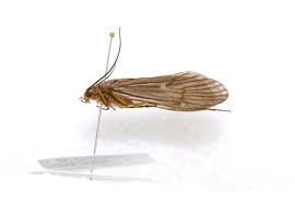 Attēlu rezultāti vaicājumam “Trichoptera”