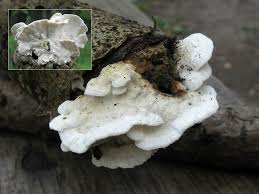 Attēlu rezultāti vaicājumam “Skeletocutis nivea”