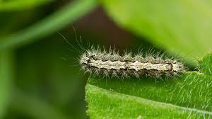 Attēlu rezultāti vaicājumam “Eilema depressa”