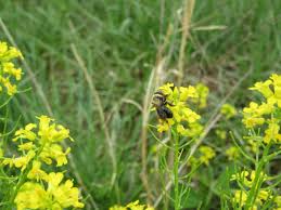 Attēlu rezultāti vaicājumam “Barbarea vulgaris subsp. arcuata flower”