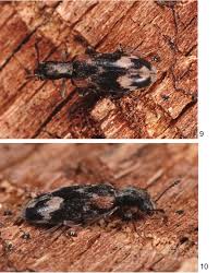 Attēlu rezultāti vaicājumam “Pyrochroidae imago”