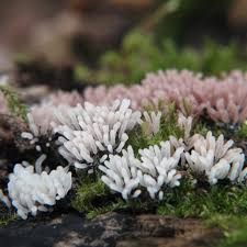 Attēlu rezultāti vaicājumam “Stemonitopsis typhina var. similis”