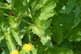 Attēlu rezultāti vaicājumam “Pastinaca sativa subsp. sylvestris leaf”