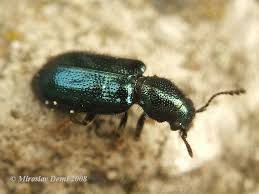 Attēlu rezultāti vaicājumam “Korynetes caeruleus”