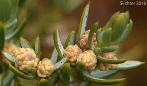 Attēlu rezultāti vaicājumam “Juniperus communis male flower”