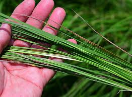 Attēlu rezultāti vaicājumam “Carex buxbaumii”