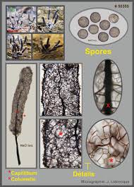 Attēlu rezultāti vaicājumam “Stemonitopsis typhina spores”