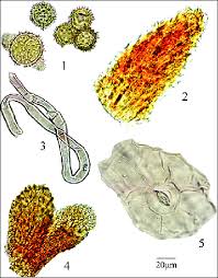 Attēlu rezultāti vaicājumam “Tussilago farfara bud”