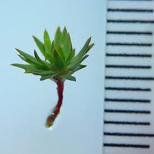 Attēlu rezultāti vaicājumam “Pogonatum urnigerum”