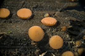 Attēlu rezultāti vaicājumam “Scutellinia scutellata”