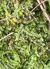 Attēlu rezultāti vaicājumam “Saelania glaucescens”