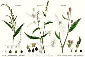 Attēlu rezultāti vaicājumam “Polygonaceae”