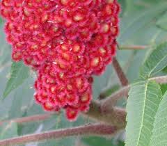 Attēlu rezultāti vaicājumam “Rhus typhina flower”