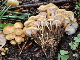 Attēlu rezultāti vaicājumam “Phellinus populicola”