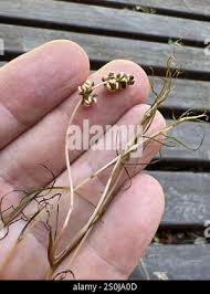 Attēlu rezultāti vaicājumam “Stuckenia pectinata leaf”