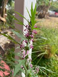 Attēlu rezultāti vaicājumam “Leonurus cardiaca flower”