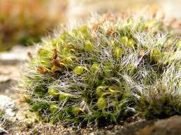 Attēlu rezultāti vaicājumam “Grimmia pulvinata”