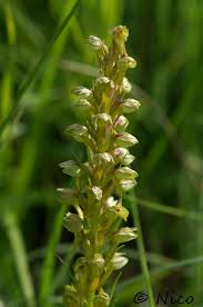 Attēlu rezultāti vaicājumam “Coeloglossum viride leaf”