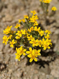 Attēlu rezultāti vaicājumam “Hemitrichia chrysospora young”