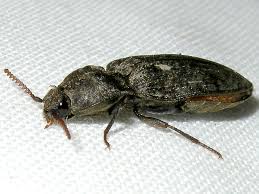 Attēlu rezultāti vaicājumam “Prosternon tessellatum”