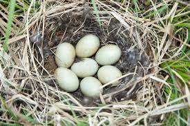 Attēlu rezultāti vaicājumam “Anas platyrhynchos eggs”