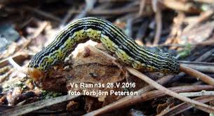 Attēlu rezultāti vaicājumam “Arichanna melanaria”