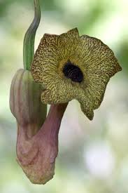 Attēlu rezultāti vaicājumam “Aristolochia durior flower”