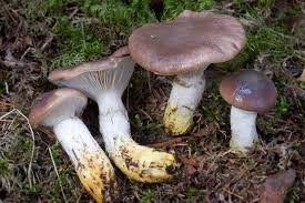 Attēlu rezultāti vaicājumam “Gomphidius glutinosus”