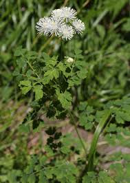 Attēlu rezultāti vaicājumam “Thalictrum aquilegifolium leaf”