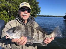 Image result for Pogonias cromis