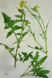 Attēlu rezultāti vaicājumam “Sisymbrium loeselii flower”