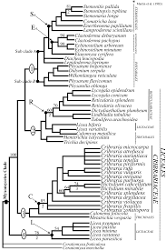 Attēlu rezultāti vaicājumam “Licea pusilla sessile”