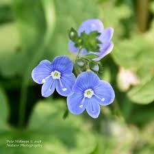 Image result for Veronica chamaedrys