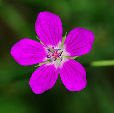 Attēlu rezultāti vaicājumam “Geranium palustre flower”