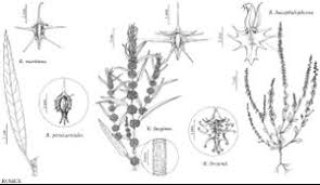 Attēlu rezultāti vaicājumam “Rumex maritimus leaf”