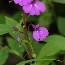 Image result for Impatiens balsamina