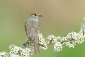 Image result for Sylvia atricapilla