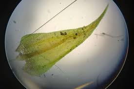 Attēlu rezultāti vaicājumam “Cratoneuron filicinum”